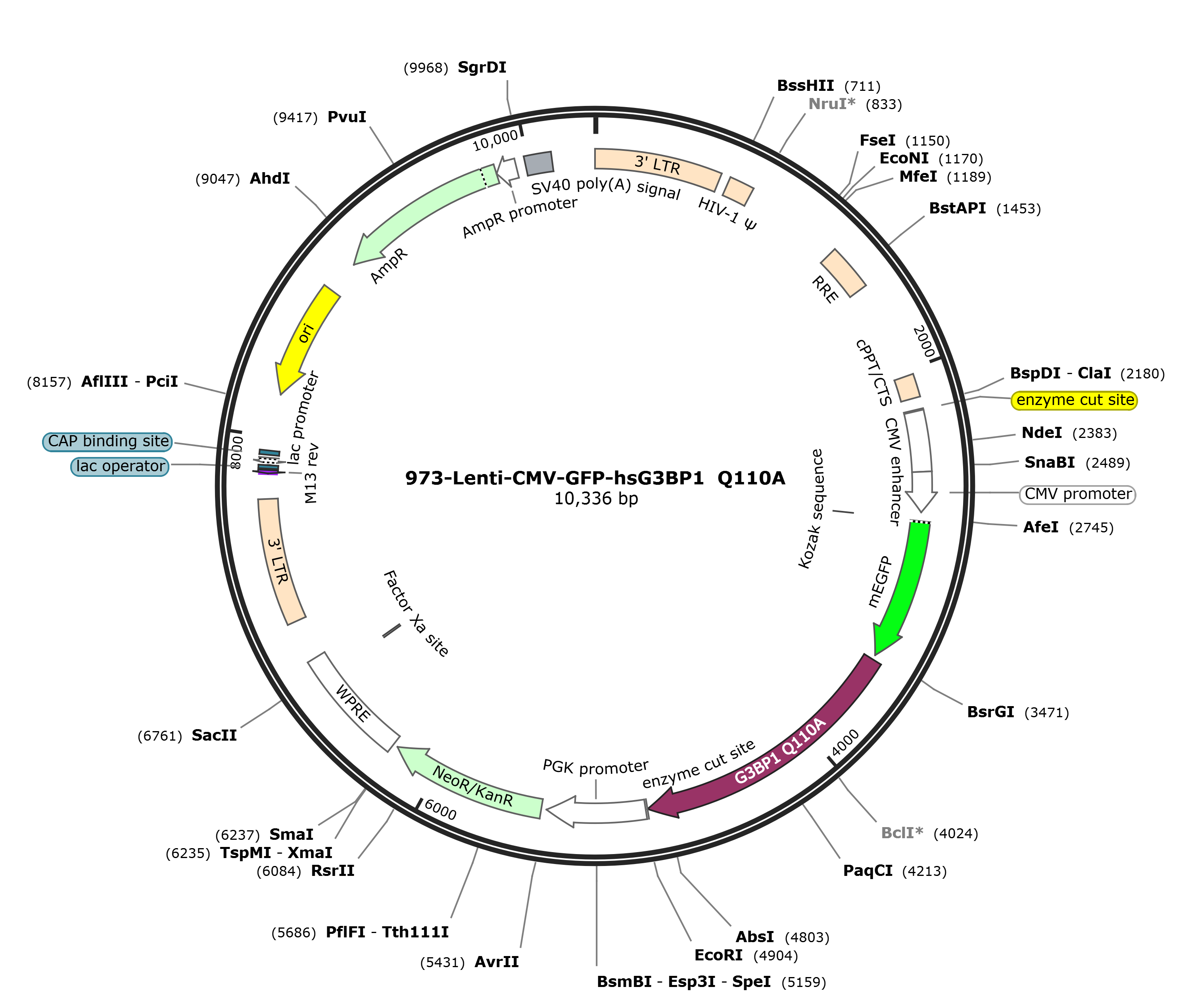 Lenti-mEGFP-hsG3BP1 Q110A载体图谱.png